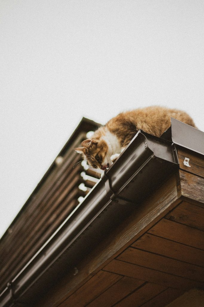 gutter cleaning bothell wa